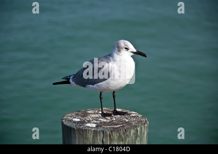 Closeup of a Florida Seagull standing on a post on water's edge Stock Photo