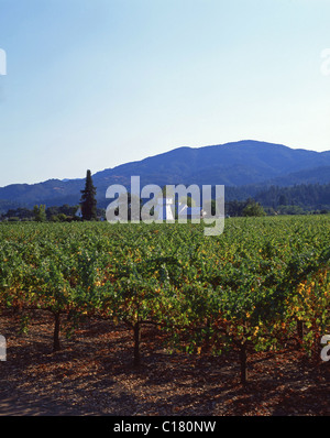 Whitehall Lane Winery, Napa Valley, St. Helena, California, United States of America Stock Photo