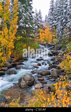 Fresh snow on fall aspens and pines along Bishop Creek, Inyo National Forest, Sierra Nevada Mountains, California USA Stock Photo