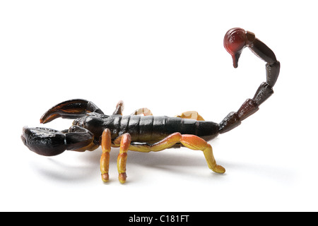 Plastic toy scorpion Stock Photo: 74073563 - Alamy