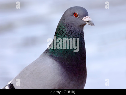 Closeup of Pigeon, Rock dove