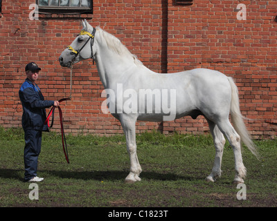 Orlov trotter portrait  - background is Count Vorontsov-Dashkov Estate, Novotomnikovo stud, Russia Stock Photo