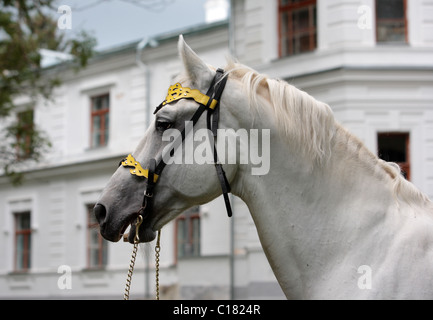 Orlov trotter portrait  - background is Count Vorontsov-Dashkov Estate, Novotomnikovo stud, Russia Stock Photo