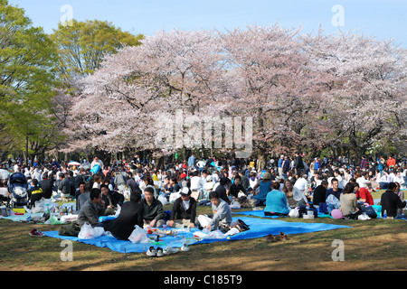 Tokyo, Japan - April 5 2008: traditionally every year many people come to celebrate cherry blossoms  at Yoyogi park Stock Photo