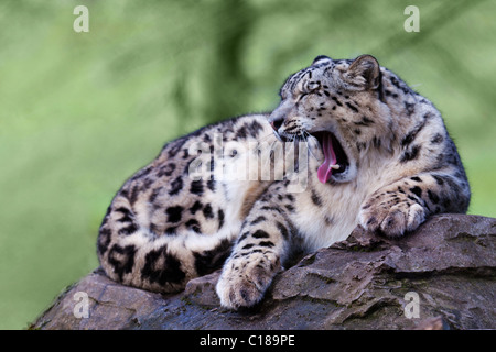 Snow leopard sat on a rock yawning Stock Photo