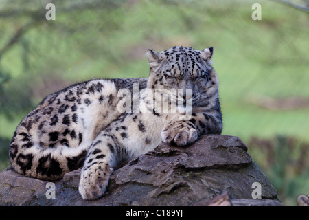 Snow leopard sat on a rock asleep Stock Photo