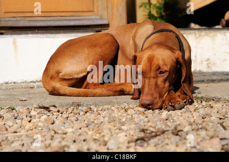 Stock photo of a sleeping Hungarian Vizsla dog. Stock Photo