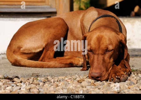 Stock photo of a sleeping Hungarian Vizsla dog. Stock Photo