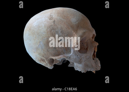 authentic human skull in right view isolated in black background Stock Photo
