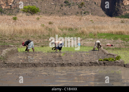 Women planting Rice (Oryza sativa) seedlings in recently prepared embanked paddy plots. Madagascar. Stock Photo