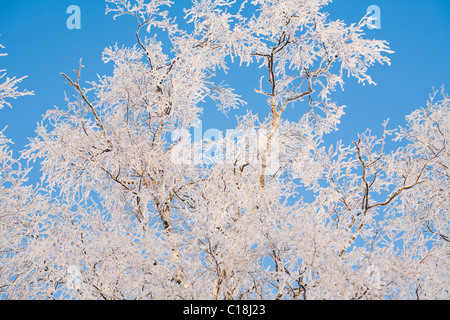Birch tree branches covered with frost Stock Photo