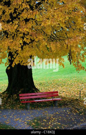 Red bench in front of an autumnal coloured tree, Jakobsbad, Appenzell, Switzerland, Europe Stock Photo
