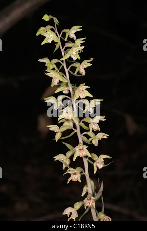 Violet Helleborine, epipactis purpurata Stock Photo