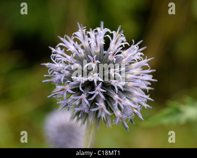 Blue Globe-thistle flowerhead, echinops bannaticus Stock Photo