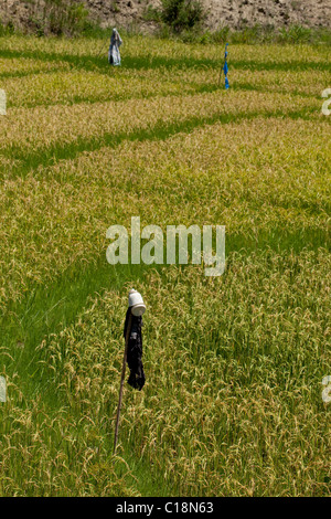 Rice (Oryza sativa). Growing in a paddy field. Bird scaring devices on sticks which move in a breeze. Madagascar. Stock Photo