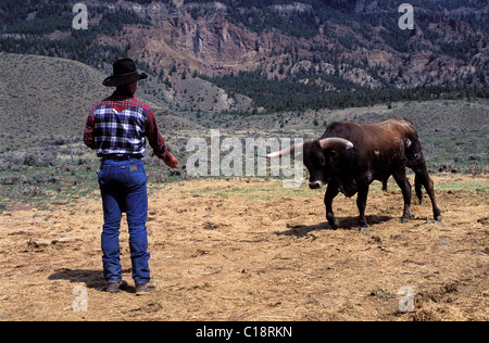 United States, Wyoming, Cody, dude ranch, Double Diamond X ranch, wrangler and a long horn cow Stock Photo