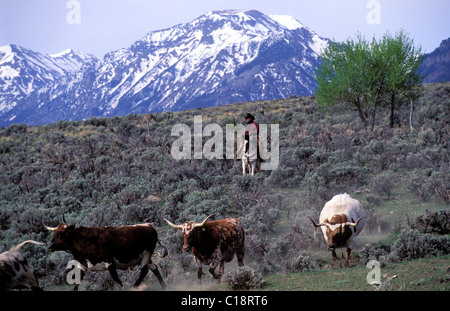 United States, Wyoming, Cody, dude ranch, Double Diamond X ranch, long horn cows Stock Photo