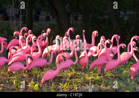 Flock of very pink plastic flamingos in the forest. Stock Photo