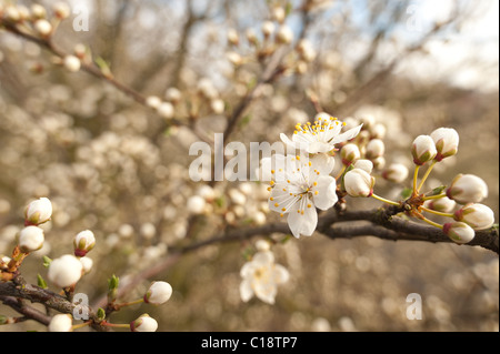blossom Prunus avium early Spring Stock Photo