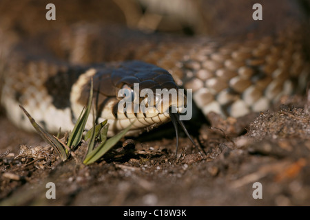 European Grass Snake, Natrix natrix, Dorset, UK Stock Photo