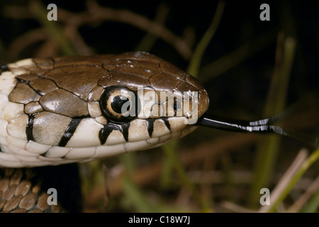 European Grass Snake, Natrix natrix, Dorset, UK Stock Photo