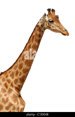 Profile portrait with the neck of giraffe (Giraffa camelopardalis) isolated on white background Stock Photo
