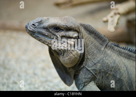 Rhinoceros Iguana (Cyclura cornuta), Zoo Schoenbrunn, Vienna, Austria, Europe Stock Photo