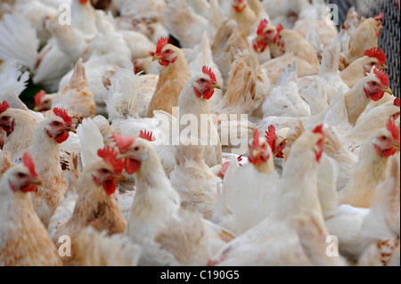 Chickens, poultry, on free-range chicken farm Stock Photo