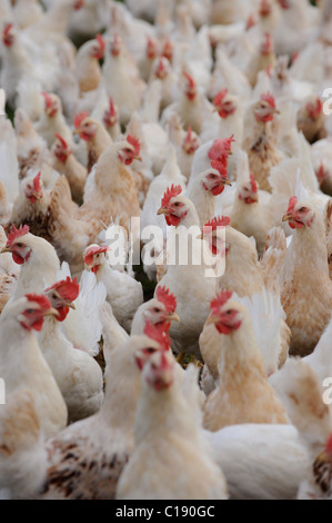 Chickens, poultry, on free-range chicken farm Stock Photo