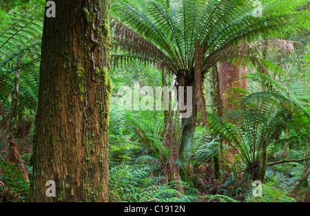 temperate rainforest, Great Otway National Park, Victoria, Australia Stock Photo