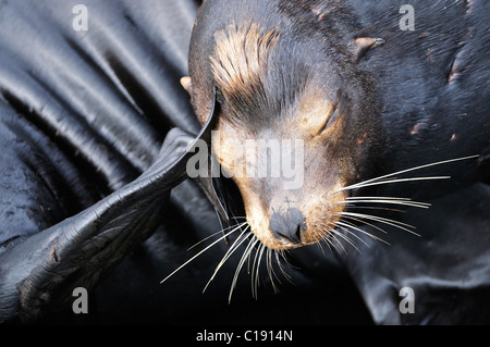 Steller or Northern Sea Lion (Eumetopias jubatus), scratching, Oregon, USA Stock Photo