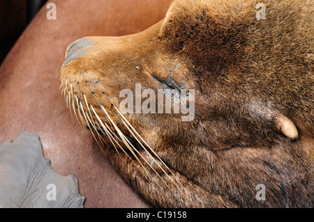 Steller or Northern Sea Lion (Eumetopias jubatus), relaxing, Oregon, USA Stock Photo
