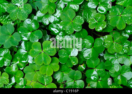 Clover leaves Stock Photo