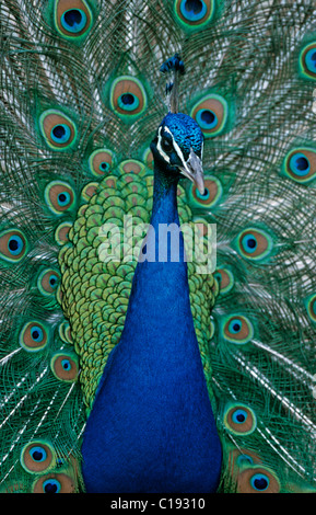 Indian Peafowl, Common Peafowl or Blue Peafowl (Pavo cristatus) Stock Photo