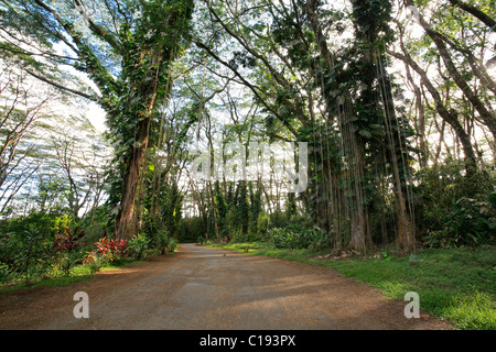 Trees in the Lava Tree State Park, Big Island, Hawai'i, Hawaii, USA Stock Photo