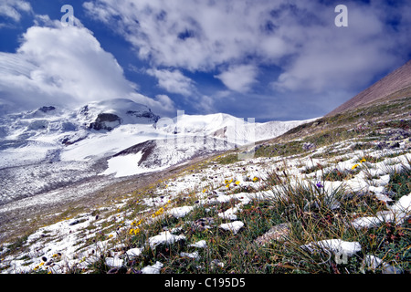 Flowers in snow against snow-covered mountains and blue sky with clouds. Caucasus mountains. Asia. Kabardino-Balkaria. Stock Photo