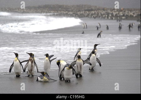 King Penguins (Aptenodytes patagonicus) on a beach, St. Andrews Bay, South Georgia Stock Photo