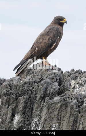Galápagos Hawk, (Buteo galapagoensis), Espanola Island, Galapagos, Ecuador, South America Stock Photo