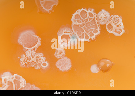 Bacterial colonies mainly Bacillus subtilis (probably) from dirty hands cultured on malt agar in a petrie dish. Macro. Stock Photo
