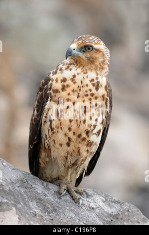 Galapagos Hawk (Buteo galapagoensis), the only day-active bird-of-prey of the Galapagos Islands, Espanola Island, Galapagos Stock Photo