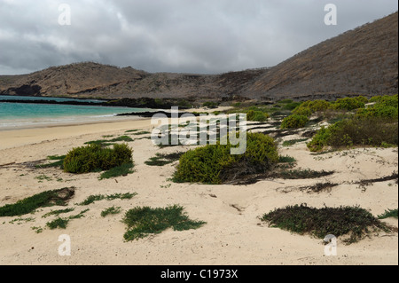 Beach, Seashore, Sea side, Strand, Seaboard, Sea, Ocean, Wild, Nature ...