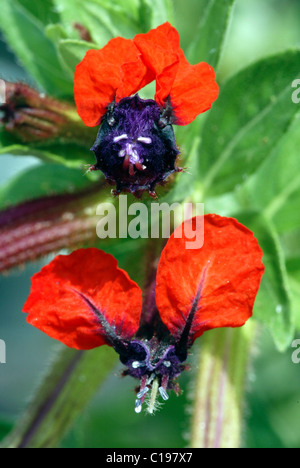 Flowering Bat Face Cuphea (Cuphea llavea) Stock Photo