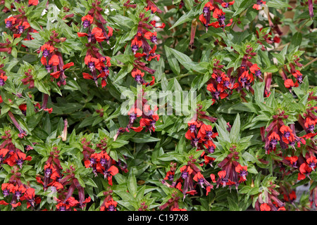 Flowering Bat Face Cuphea (Cuphea llavea) Stock Photo