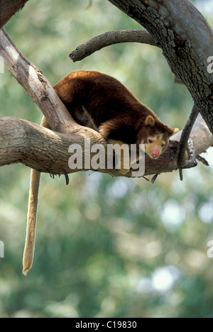 Matschie's Tree-kangaroo or Huon Tree-kangaroo (Dendrolagus matschiei), adult in a tree, native to New Guinea Stock Photo