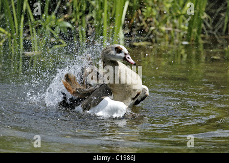 Egyptian Goose (Alopochen aegyptiacus), adult washing its feathers, Africa Stock Photo