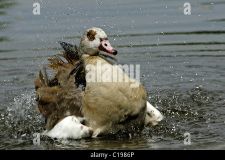 Egyptian Goose (Alopochen aegyptiacus), adult washing its feathers, Africa Stock Photo