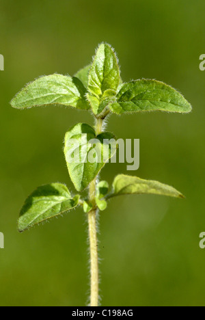 Oregano or Pot Marjoram (Origanum vulgare) leaves Stock Photo