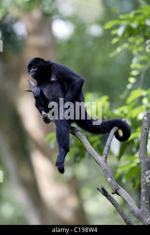 Red-faced Spider Monkey (Ateles paniscus), adult in a tree, native to South America Stock Photo