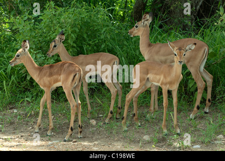 Impala (Aepyceros melampus), calves in a group, Kruger National Park, South Africa, Africa Stock Photo