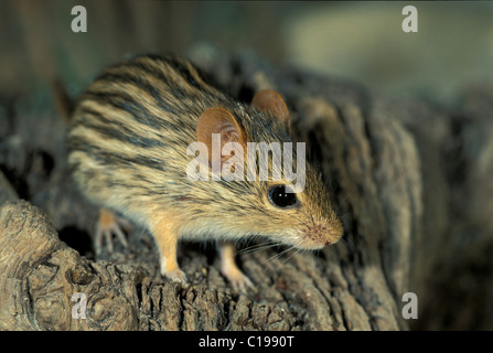 Barbary Striped Grass Mouse or Zebra Mouse (Lemniscomys barbarus) adult, found in Africa Stock Photo